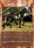 1 X DINGANE HORSE GELDING VOORSPOED BOERDERY - DANIE TERBLANCH