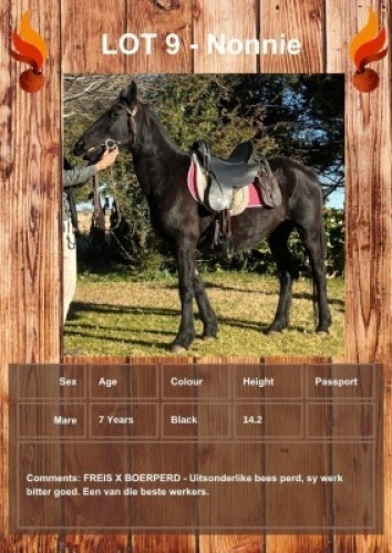 1 X NONNIE HORSE MARE VOORSPOED BOERDERY - DANIE TERBLANCH