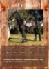 1 X NONNIE HORSE MARE VOORSPOED BOERDERY - DANIE TERBLANCH