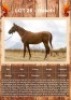 1 X WASABI HORSE GELDING ANNEMIE DALY