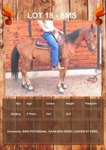 1 X SMS HORSE GELDING R HORN