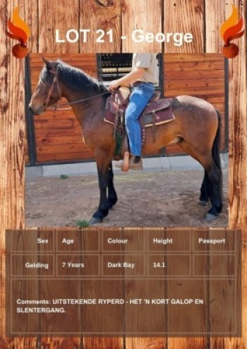 1 X GEORGE HORSE GELDING R HORN