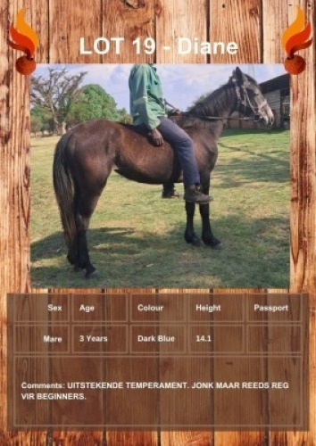 1 X DIANE HORSE MARE R HORN