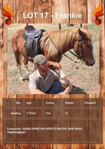 1 X FRANKIE HORSE GELDING R HORN