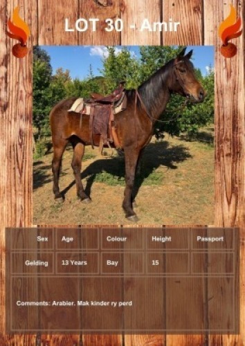 1 X AMIR HORSE GELDING LEANDRI DU TOIT