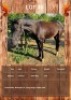 1 X HORSE STALLION LEANDRI DU TOIT