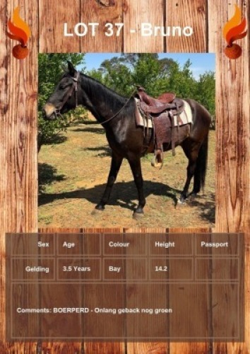 1 X BRUNO HORSE GELDING LEANDRI DU TOIT
