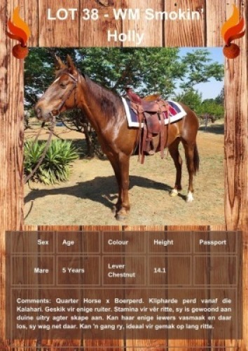 1 X WM SMOKIN' HOLLY HORSE MARE LEANDRI DU TOIT