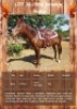 1 X WM SMOKIN' HOLLY HORSE MARE LEANDRI DU TOIT