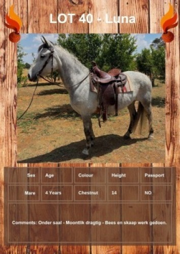 1 X LUNA HORSE MARE LEANDRI DU TOIT
