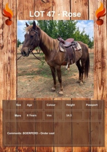 1 X ROSE HORSE MARE LEANDRI DU TOIT