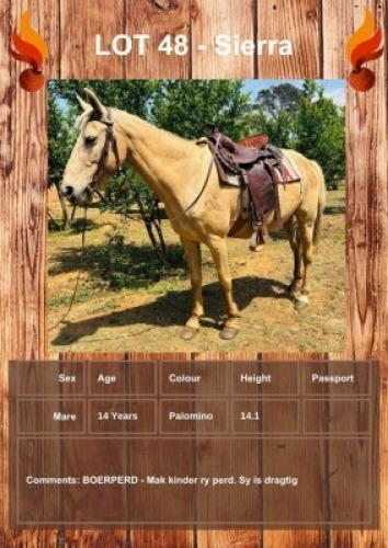 1 X SIERRA HORSE MARE LEANDRI DU TOIT