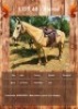 1 X SIERRA HORSE MARE LEANDRI DU TOIT