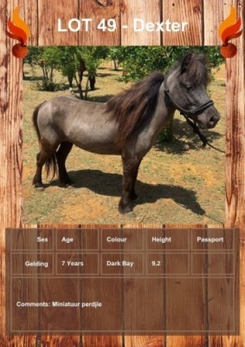 1 X DEXTER HORSE GELDING LEANDRI DU TOIT