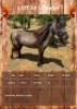 1 X DEXTER HORSE GELDING LEANDRI DU TOIT
