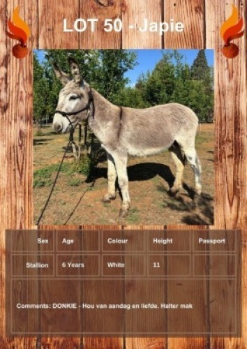 1 X JAPIE DONKEY STALLION LEANDRI DU TOIT