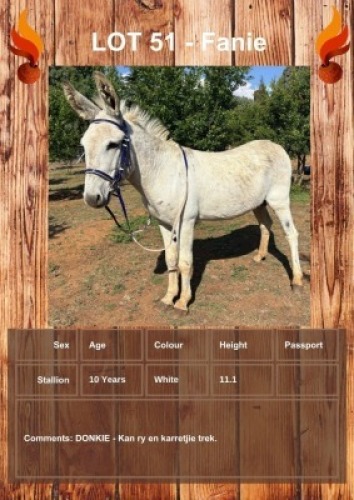 1 X FANIE DONKEY STALLION LEANDRI DU TOIT