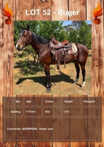 1 X RUGER HORSE GELDING LEANDRI DU TOIT