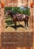 1 X RUGER HORSE GELDING LEANDRI DU TOIT