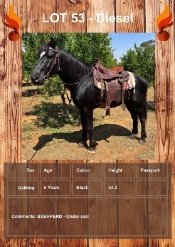 1 X DIESEL HORSE GELDING LEANDRI DU TOIT