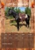1 X MIDNIGHT HORSE GELDING LEANDRI DU TOIT