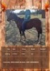 1 X TOFFIE HORSE GELDING R HORN