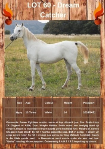 1 X DREAM CATCHER HORSE MARE ANNEMIE DALY