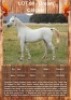 1 X DREAM CATCHER HORSE MARE ANNEMIE DALY