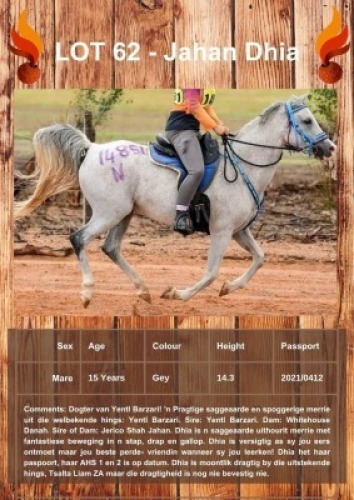 1 X JAHAN DHIA HORSE MARE ANNEMIE DALY
