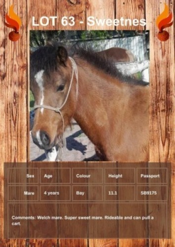 1 X SWEETNES HORSE MARE GABI VENTER