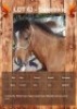 1 X SWEETNES HORSE MARE GABI VENTER