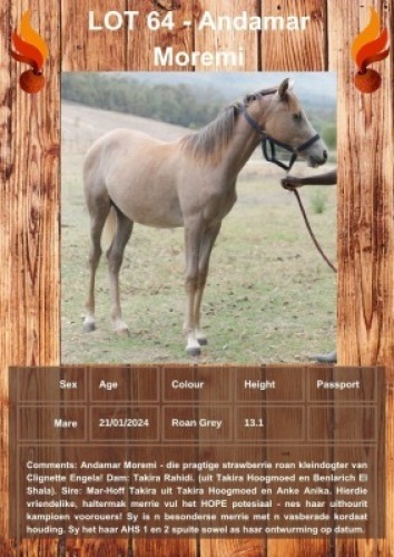 1 X ANDAMAR MOREMI HORSE MARE ANNEMIE DALY