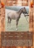 1 X ANDAMAR MOREMI HORSE MARE ANNEMIE DALY