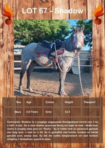 1 X SHADOW HORSE MARE ANNEMIE DALY