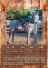 1 X SHADOW HORSE MARE ANNEMIE DALY