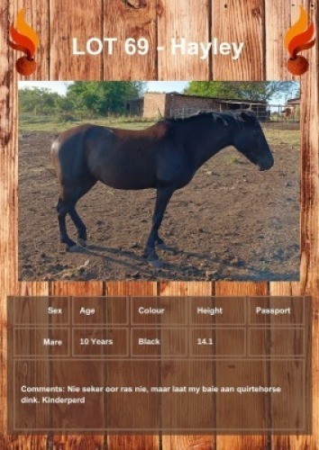 1 X HAYLEY HORSE MARE GIDEON PRETORUIS