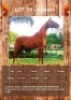 1 X ALMERO HORSE GELDING JF STEYN PERDE DIENSTE