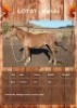 1 X MARULA HORSE MARE GIDEON PRETORUIS