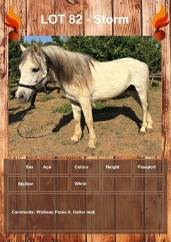 1 X STORM HORSE STALLION LEANDRI DU TOIT