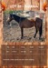1 X BUBBLES HORSE MARE GIDEON PRETORUIS