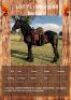 1 X OKONJIMA BERNARD HORSE GELDING GUSTAV COMBRINK