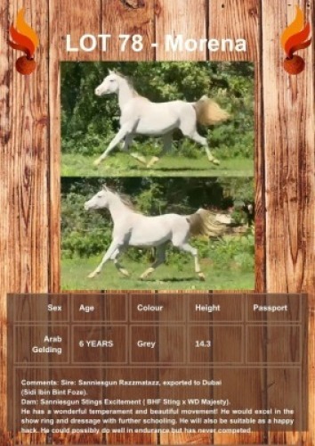1 X MORENA HORSE GELDING JACKIE JOUBERT TRUST
