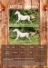 1 X MORENA HORSE GELDING JACKIE JOUBERT TRUST