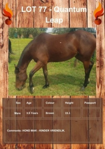 1 X QUANTUM LEAP HORSE MARE JF STEYN PERDE DIENSTE