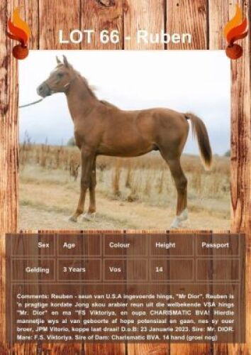 1 X RUBEN HORSE GELDING VOORSPOED BOERDERY - DANIE TERBLANCH