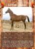 1 X RUBEN HORSE GELDING VOORSPOED BOERDERY - DANIE TERBLANCH