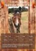 1 X ROYAL HEARTLANDS PRINCE OF WAR HORSE GELDING GABI VENTER