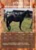 1 X KEEVERSFONTEIN KEWER HORSE GELDING GUSTAV COMBRINK