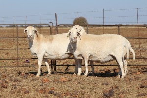 3 X MEATMASTERS OOI/EWE DIDYMUS MEATMASTERS