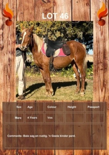 1 X HORSE MARE VOORSPOED BOERDERY - DANIE TERBLANCH